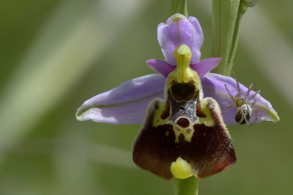 Ophrys holosericea